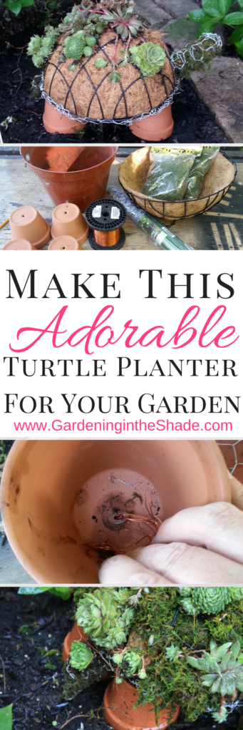 Complete instructions - how to make a succulent turtle from a wire hanging basket.