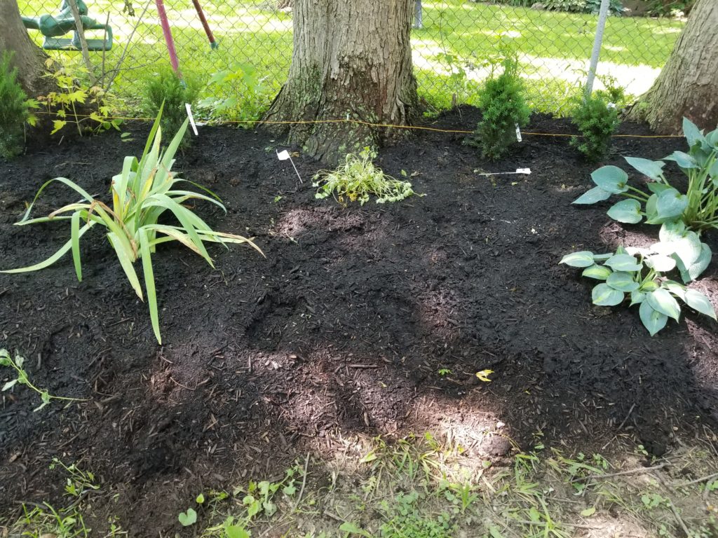 2019-06-19 16.19.54 - Gardening in the Shade