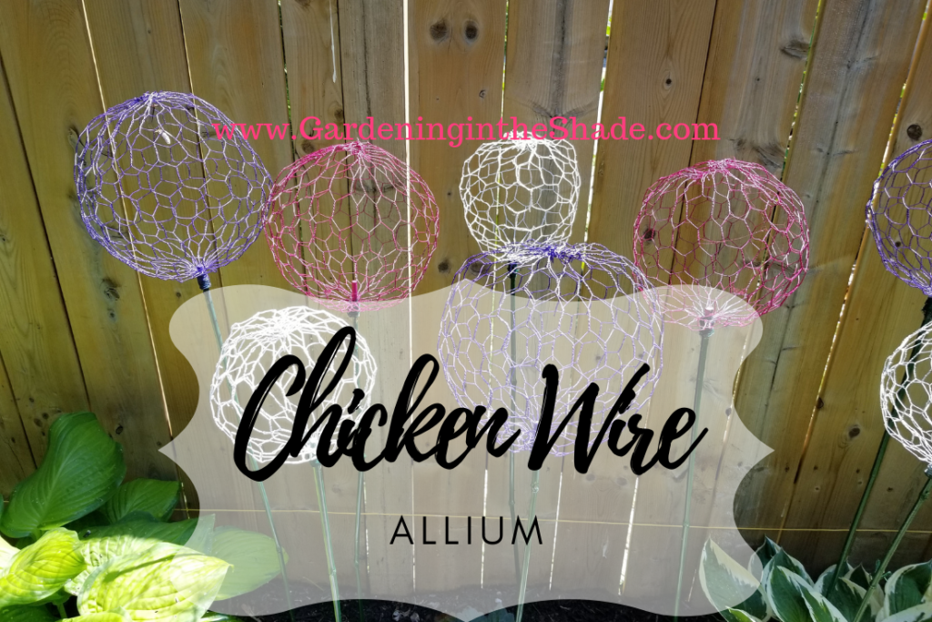 Chicken Wire Allium